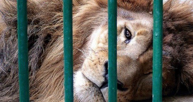 leon+animales+circos+maltrato+animal+jaulas-660x350